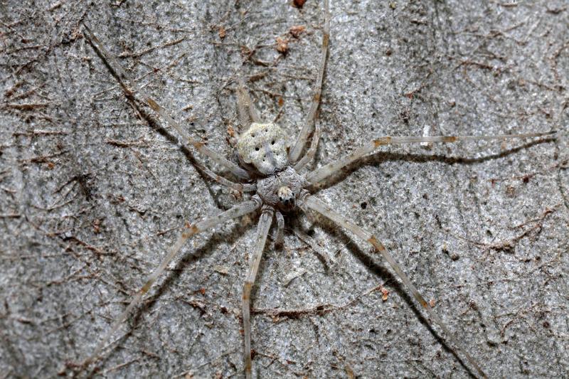 Tamopsis_ZZ285_D8173_Z_90_Mataranaka _Australie.jpg